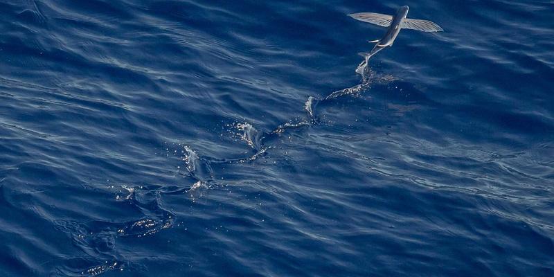 技术人必备：高效资源分享、博客搭建与软件工具全攻略